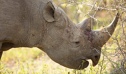 Black rhinoceros head